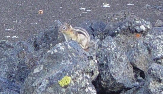 File:Marmot at Devils Orchard in Craters of the Moon NM-550px.JPG