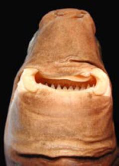 File:Cookiecutter shark head2.jpg