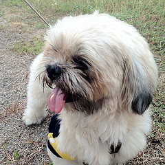 File:Dog in Clark.jpg