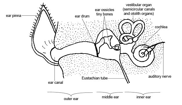 File:Anatomy and physiology of animals The ear.jpg