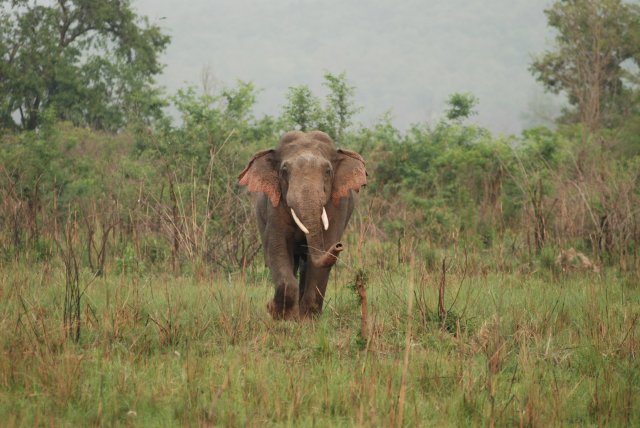File:Asian Elephant at Corbett National Park 15.jpg