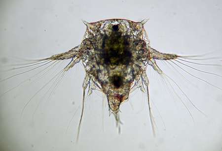 File:Elminius modestus nauplius.jpg