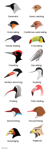 Illustration of the heads of 16 types of birds with different shapes and sizes of beak