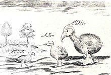 Crude sketch of three terrestrial birds, captioned with the words