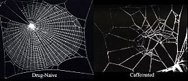Left: picture of a regular spider web with a caption