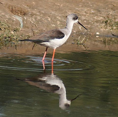 File:Black winged Stilt (Immature) I IMG 9021.jpg