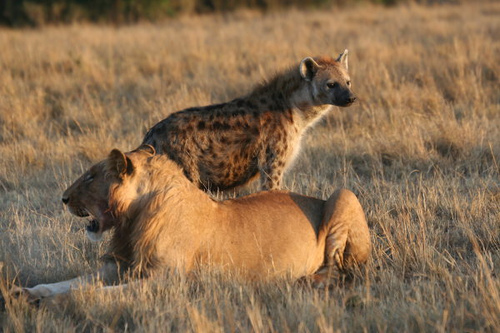 File:Panthera leo & Crocuta crocuta.jpg