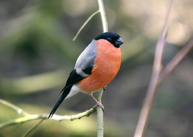 File:Bullfinch at Pennington Flash.jpg