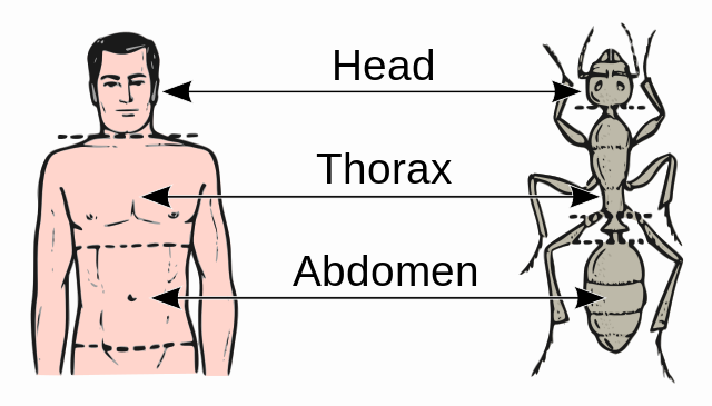 File:Abdomen-head-thorax-en.svg