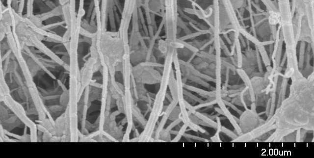 File:REM-Aufnahme edited.jpg