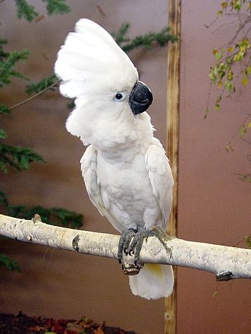 File:Umbrella Cockatoo (Cacatua alba) -on branch.jpg