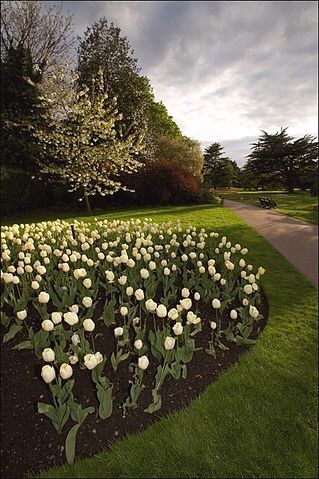 File:GreenwichFlowerGardenWhiteTulips bordercropped.jpg