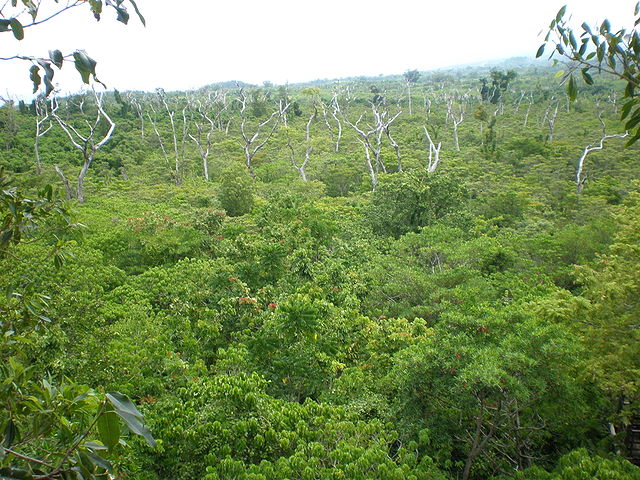 File:View from the top, Falealupo Rainforest canopy walkway, Savaii, Samoa 2009.JPG