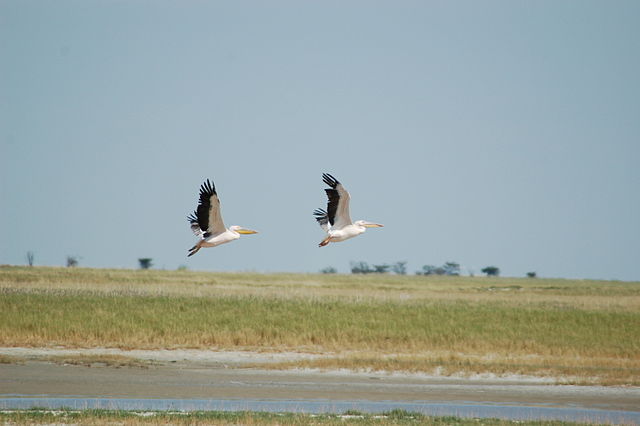 File:Pelecanus onocrotalus -Nata Bird Sanctuary, Botswana -two flying-8.jpg