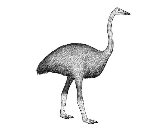 File:Mullerornis agilis.jpg