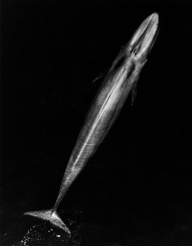 File:Blue Whale 001 body bw.jpg
