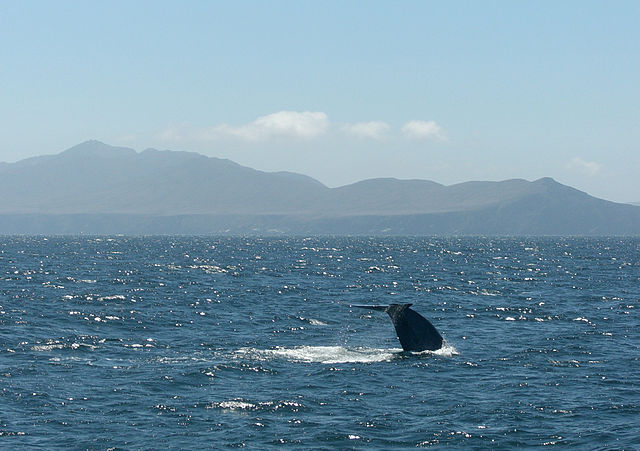 File:Blue whale tail fluke.JPG