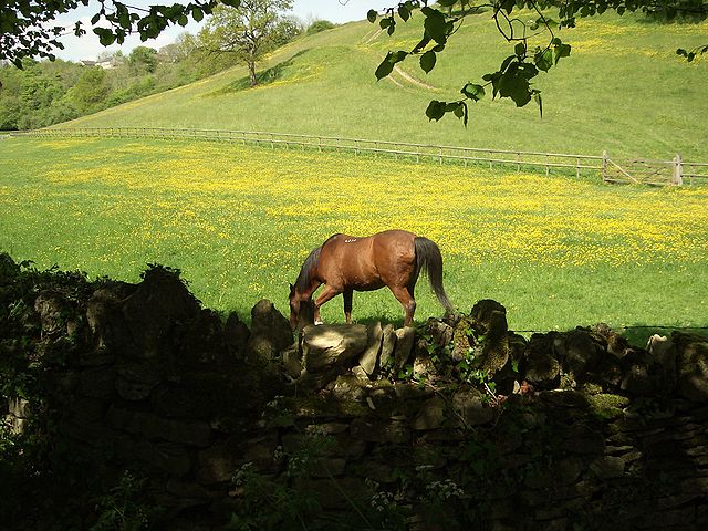 File:Horse in a field of buttercups English Cotswold countryside in Spring.JPG