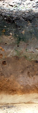 File:Profil glebowy.jpg