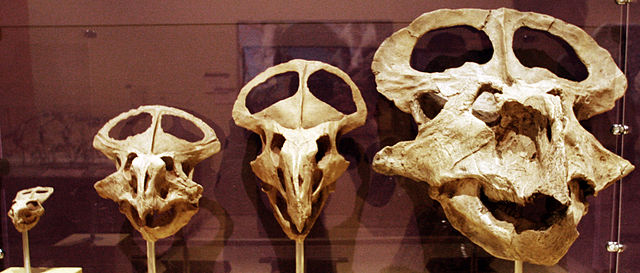 File:Protoceratops growth series.jpg