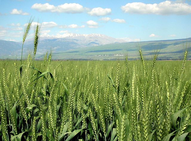File:Wheat-haHula-ISRAEL2.JPG