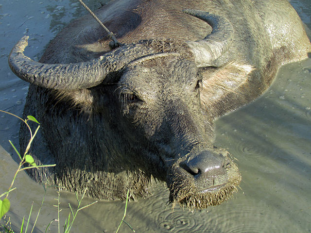 File:Philippine Carabao.jpg