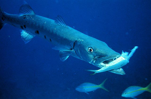 File:Barracuda with prey.jpg