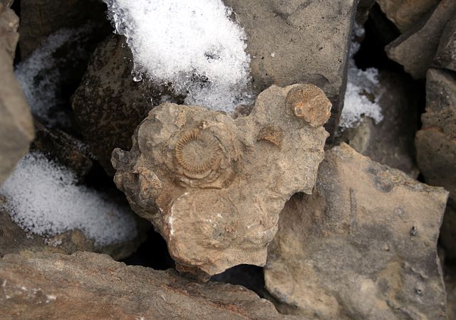 File:Arctic fossils.jpg