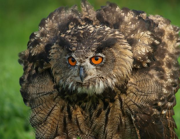 File:1Puchacz obronna poza.jpg