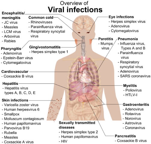 File:Viral infections and involved species.png