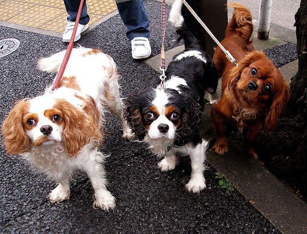 File:Cavalier King Charles Spaniel trio.jpg