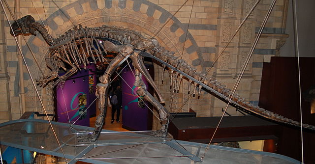 File:Mantellisaurus atherfieldensis.jpg