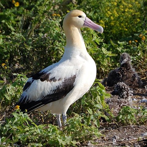 File:Short tailed Albatross1.jpg