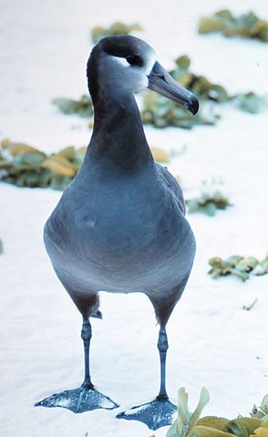 File:Black footed albatross.jpg