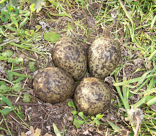 File:Plover eggs.jpg