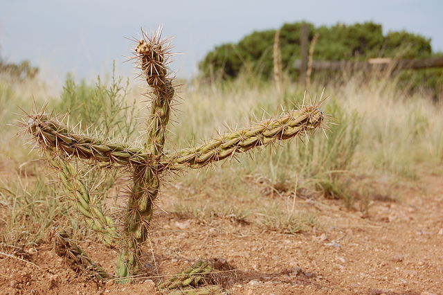 File:Cane Cholla, Small, Albuquerque.JPG