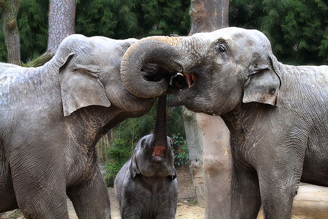File:Three elephant's curly kisses.jpg
