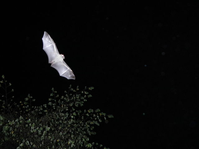 File:Batnightflyingjf.JPG