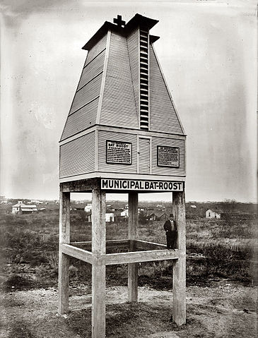 File:Bat Roost San Antonio Texas.jpg