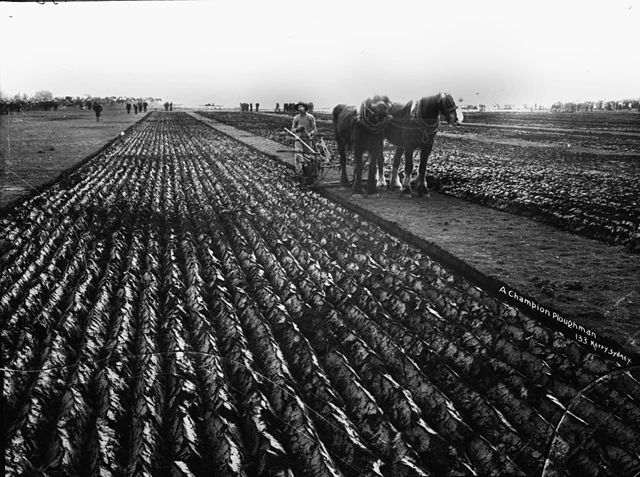 File:A champion ploughman from The Powerhouse Museum Collection.jpg