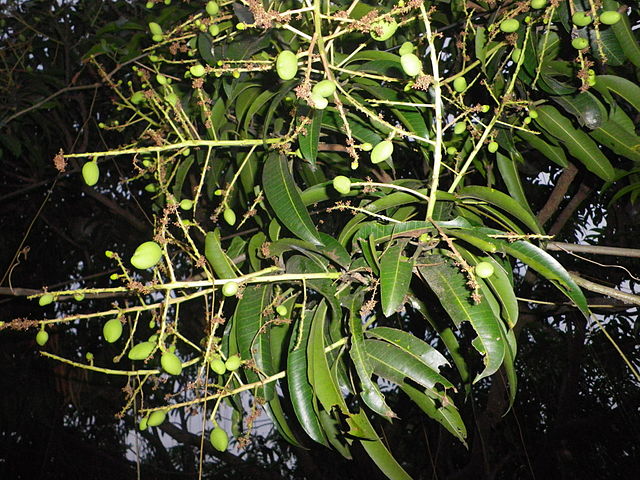 File:Mango Philippines.jpg