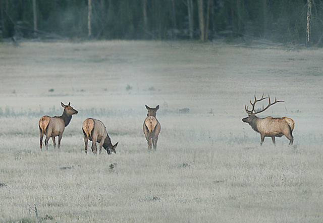 File:Bull Elk herd.jpg