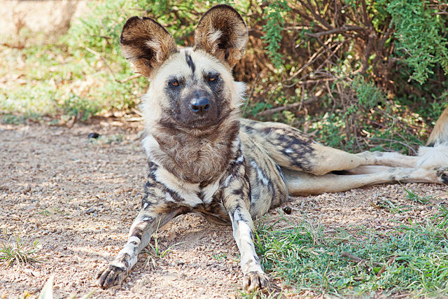 File:African wild dog Feb09 02.jpg
