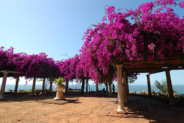 File:Flowered Maputo.jpg