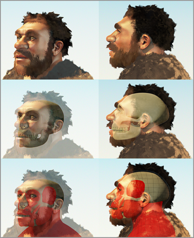 File:Homo neanderthalensis 2 cogitas3d.png
