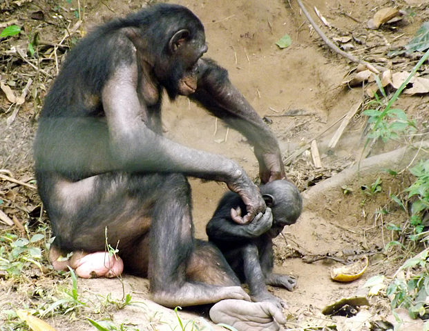File:Bonobo (Pan paniscus) at Lola Ya Bonobo - 3.JPG