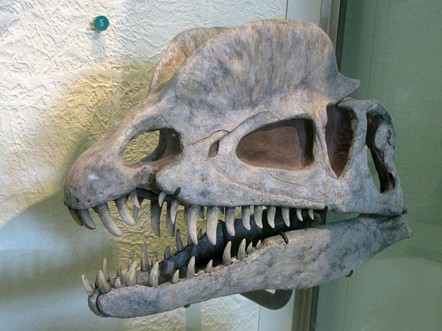 File:Dilophosaurus skull cast.jpg