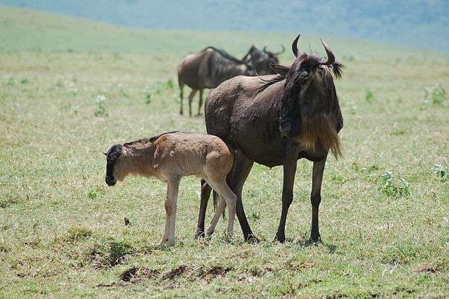 File:Connochaetes taurinus -Ngorongoro Crater, Tanzania-8.jpg