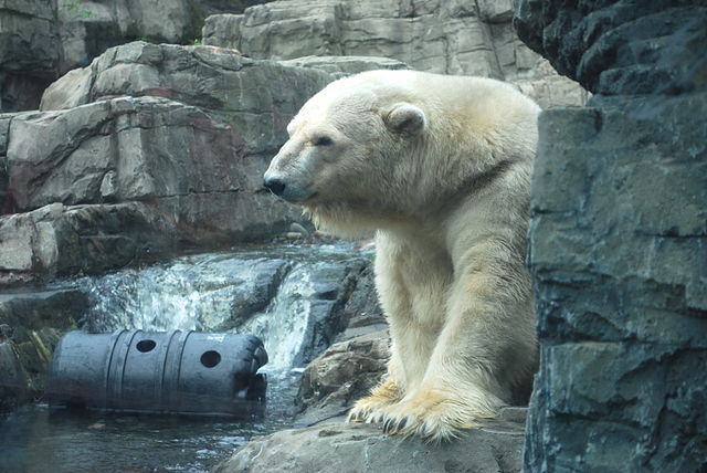File:Polar Bear at Central Park Zoo, Manhattan.JPG