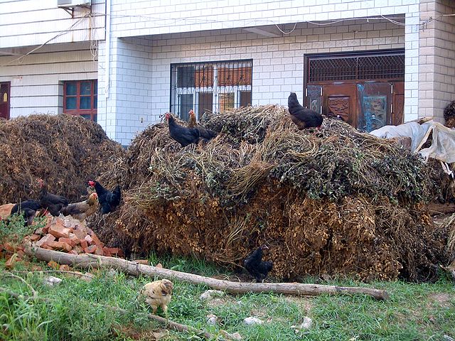 File:Jiangxia-peanuts-harvested-9700.jpg